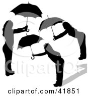 Poster, Art Print Of Three Black Silhouetted Women Bending Over And Holding Umbrellas