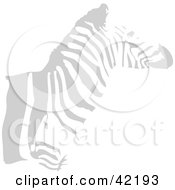 Poster, Art Print Of Faint Gray Zebra Profile