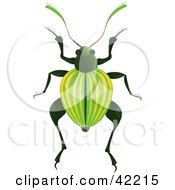 Poster, Art Print Of Green Beetle With Yellow Lines On Its Wings