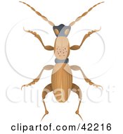 Poster, Art Print Of Long Brown Beetle With Spots On Its Back