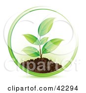 Poster, Art Print Of Green Circle Around A Seedling Plant