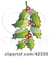 Poster, Art Print Of Stem Of Xmas Holly And Red Berries