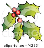 Stem Of Christmas Holly And Red Berries by Snowy