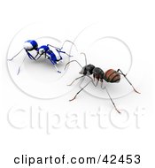 Poster, Art Print Of Blue And White Striped Ao-Maru Ant