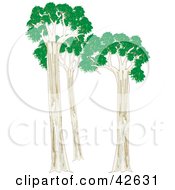 Clipart Illustration Of Three Eucalyptus Trees by Dennis Holmes Designs