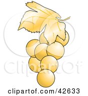 Cluster Of Perfect White Grapes