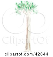 Poster, Art Print Of Tall Gum Tree