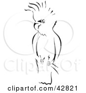 Black And White Sketch Of A Cockatoo Bird