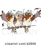Three Kookaburra Birds Laughing On A Wire