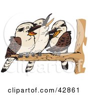 Poster, Art Print Of Three Kookaburra Birds Perched On A Branch
