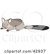 Poster, Art Print Of Scared Possum With A Long Tail