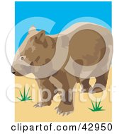 Poster, Art Print Of Wild Brown Wombat