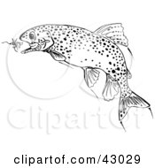 Poster, Art Print Of Black And White Trout Fish Chasing A Lure