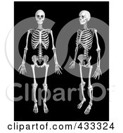 Royalty Free RF Clipart Illustration Of A 3d Human Skeleton Shown In Profile And Front Views by Mopic