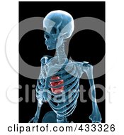 Poster, Art Print Of 3d Human Skeleton And Heart Xray