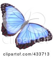 Pretty Blue Butterfly