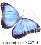 Poster, Art Print Of Pretty Blue Butterfly