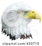 Poster, Art Print Of Profiled Eagle Head