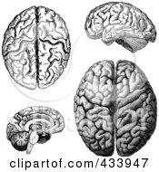 Poster, Art Print Of Digital Collage Of Black And White Human Anatomical Brain Drawings