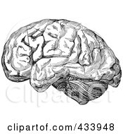 Poster, Art Print Of Black And White Human Anatomical Brain Drawing - 3