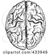 Poster, Art Print Of Black And White Human Anatomical Brain Drawing - 1
