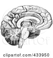 Poster, Art Print Of Black And White Human Anatomical Brain Drawing - 2