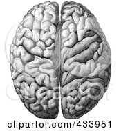Poster, Art Print Of Black And White Human Anatomical Brain Drawing - 4