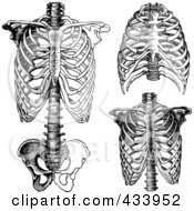 Poster, Art Print Of Digital Collage Of Black And White Human Anatomical Rib Drawings