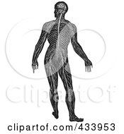 Royalty Free RF Clipart Illustration Of A Black And White Full Bodied Human Anatomical Drawing 5