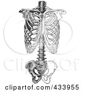 Royalty Free RF Clipart Illustration Of A Black And White Human Anatomical Rib Drawing 1