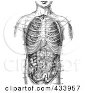 Poster, Art Print Of Black And White Human Anatomical Drawing - 1