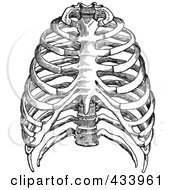 Royalty Free RF Clipart Illustration Of A Black And White Human Anatomical Rib Drawing 2 by BestVector