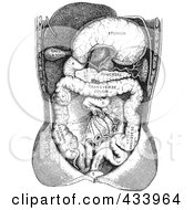 Royalty Free RF Clipart Illustration Of A Black And White Human Anatomical Drawing 4