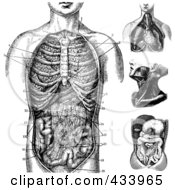 Royalty Free RF Clipart Illustration Of A Digital Collage Of Black And White Human Anatomical Drawings by BestVector