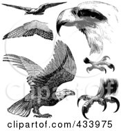 Poster, Art Print Of Digital Collage Of Black And White Sketched Eagles And Eagle Parts