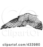 Poster, Art Print Of Black And White Sketch Of An Eagle Wing