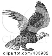 Poster, Art Print Of Black And White Sketch Of An Eagle Preparing To Take Off