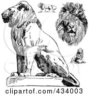 Poster, Art Print Of Digital Collage Of Vintage Black And White Lion Sketches