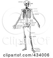 Royalty Free RF Clipart Illustration Of A Vintage Black And White Sketch Of A Human Skeleton 4 by BestVector