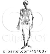 Royalty Free RF Clipart Illustration Of A Vintage Black And White Sketch Of A Human Skeleton 6 by BestVector