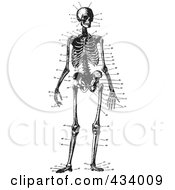 Royalty Free RF Clipart Illustration Of A Vintage Black And White Sketch Of A Human Skeleton 2 by BestVector