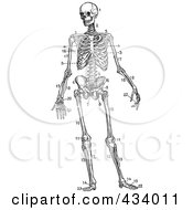 Vintage Black And White Sketch Of A Human Skeleton - 1