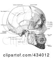 Poster, Art Print Of Vintage Black And White Anatomical Sketch Of A Human Skull - 10