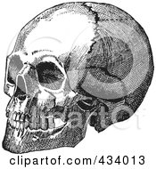 Royalty Free RF Clipart Illustration Of A Vintage Black And White Anatomical Sketch Of A Human Skull 9 by BestVector