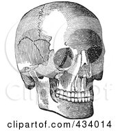 Royalty Free RF Clipart Illustration Of A Vintage Black And White Anatomical Sketch Of A Human Skull 6 by BestVector