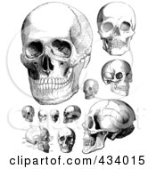 Poster, Art Print Of Digital Collage Of Vintage Black And White Anatomical Sketches Of Human Skulls