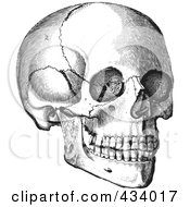 Poster, Art Print Of Vintage Black And White Anatomical Sketch Of A Human Skull - 3