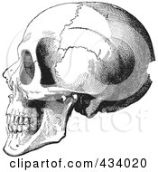Royalty Free RF Clipart Illustration Of A Vintage Black And White Anatomical Sketch Of A Human Skull 5 by BestVector