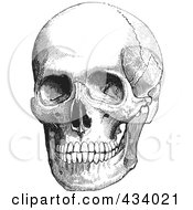 Poster, Art Print Of Vintage Black And White Anatomical Sketch Of A Human Skull - 1