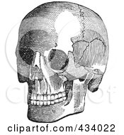 Poster, Art Print Of Vintage Black And White Anatomical Sketch Of A Human Skull - 4